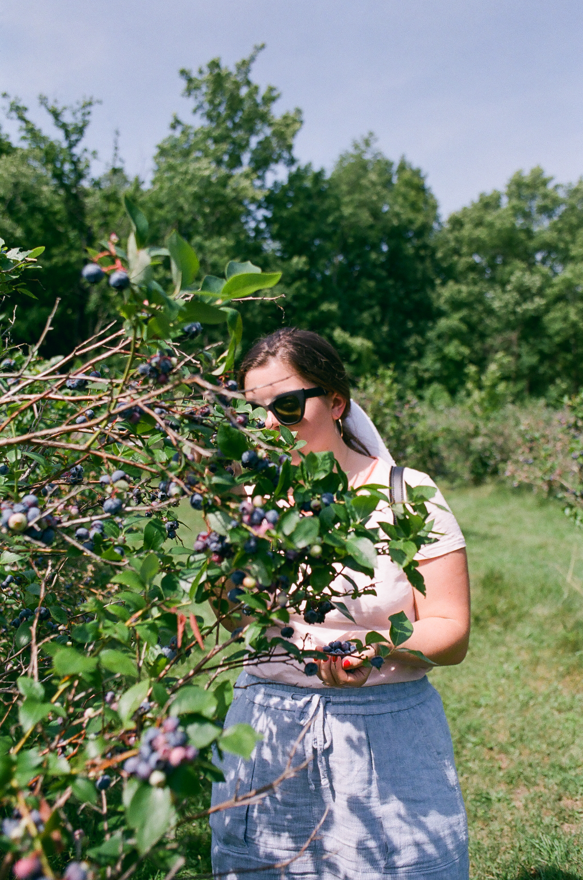 Picking blueberries outside