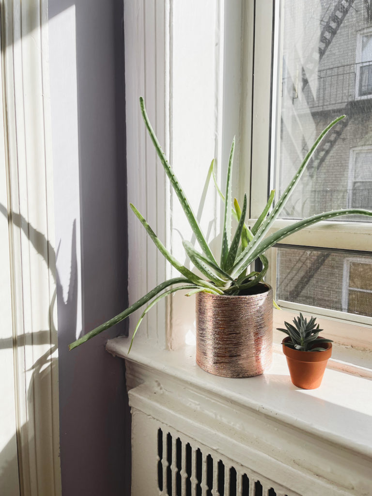 sunny window with growing plants